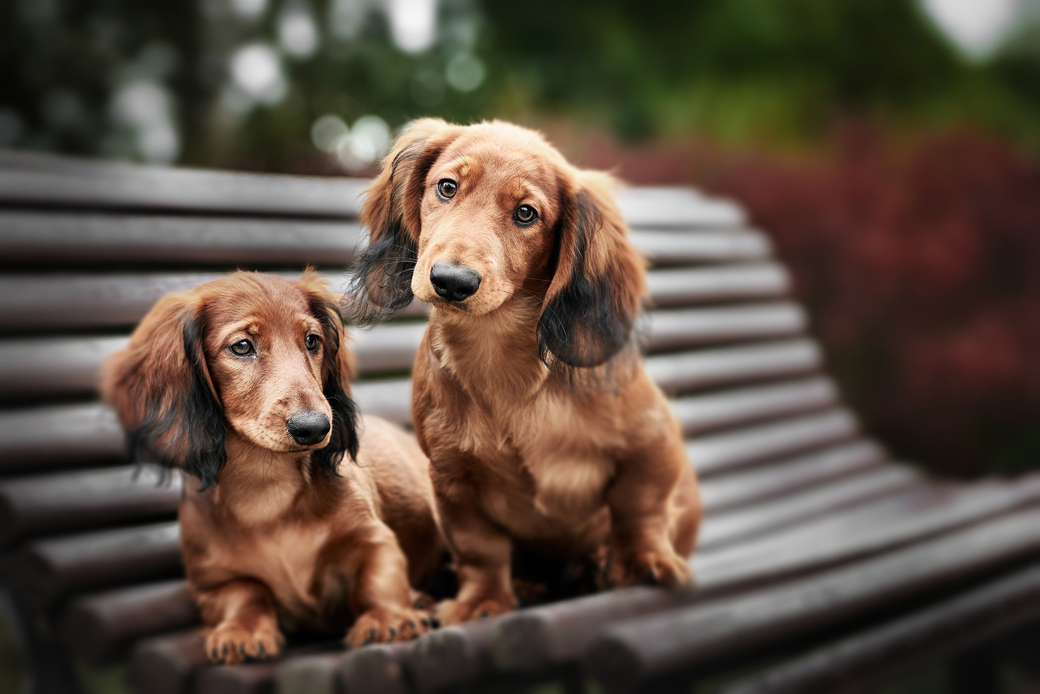 two adorable dachshund puppies posing together on a bench